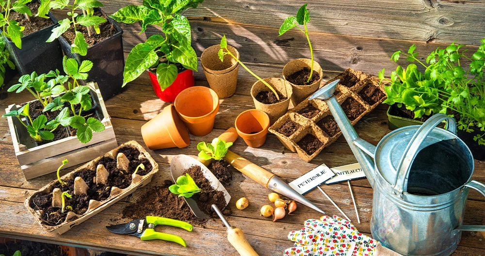 Front Page 2 Front Page -Starter Plant Sales 0