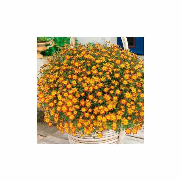 Bidens 'Blazing Fire'| Bedding | Pack Of 5 Large Plug Plants 4 Bidens 'Blazing Fire'| Bedding | Pack Of 5 Large Plug Plants - Image 2