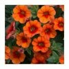 Calibrachoa 'Can Can Orange' | Bedding | Pack Of 5 Large Plug Plants
