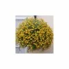 Calibrachoa Can-Can® 'Sunrise Improved' | Bedding | 5 x Large Plugs