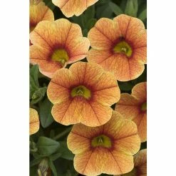 Calibrachoa Can-Can® 'Sunrise Improved' | Bedding | 5 x Large Plugs -Starter Plant Sales PL00007 main 5b76