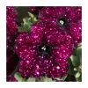 Petunia Sky 'Lightening Sky®' | Bedding | 5 x Large Plugs -Starter Plant Sales PL00015 main image 887d