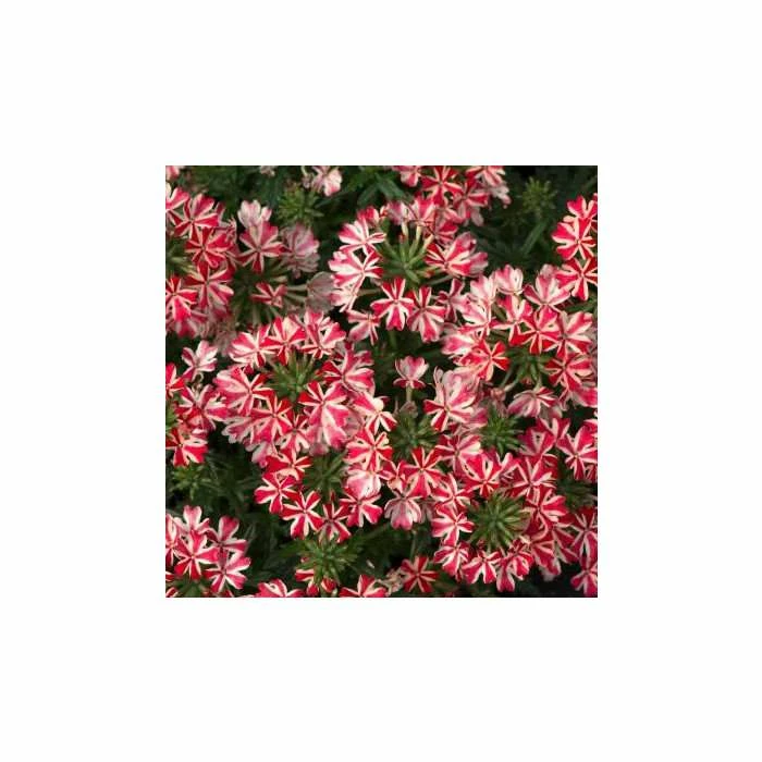 Verbena Showboat 'Red with Eye' | Bedding | 5 x Large Plugs 4 Verbena Showboat 'Red with Eye' | Bedding | 5 x Large Plugs - Image 2