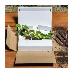 Verbena Showboat 'Red with Eye' | Bedding | 5 x Large Plugs 7 Verbena Showboat 'Red with Eye' | Bedding | 5 x Large Plugs -Starter Plant Sales PL00017 add image 2 9350