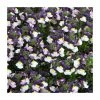 Nemesia Sundae 'Blueberry Ice' | Bedding | 5 x Large Plugs -Starter Plant Sales PL00019 main image ba07