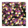 Nemesia Sundae 'Forest Fruits' | Bedding | 5 x Large Plugs