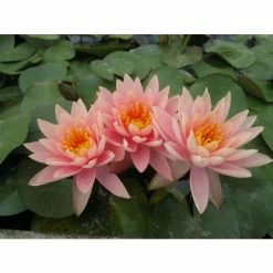 Nymphaea 'Colorado' | Water Lily 14 Nymphaea 'Colorado' | Water Lily -Starter Plant Sales PL0638 add image 1 7289