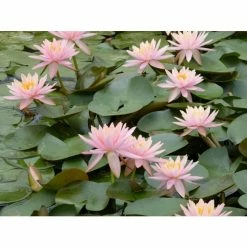 Nymphaea 'Colorado' | Water Lily 16 Nymphaea 'Colorado' | Water Lily -Starter Plant Sales PL0638 add image 3 e381