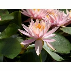 Nymphaea 'Colorado' | Water Lily 18 Nymphaea 'Colorado' | Water Lily -Starter Plant Sales PL0638 add image 5 1f5f