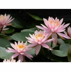 Nymphaea 'Colorado' | Water Lily 19 Nymphaea 'Colorado' | Water Lily -Starter Plant Sales PL0638 add image 6 18b2