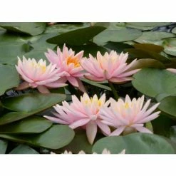 Nymphaea 'Colorado' | Water Lily 20 Nymphaea 'Colorado' | Water Lily -Starter Plant Sales PL0638 add image 7 47ac