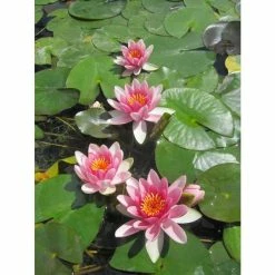 Nymphaea 'Attraction' | Water Lily 11 Nymphaea 'Attraction' | Water Lily -Starter Plant Sales PL0644 add image 1 d7a2