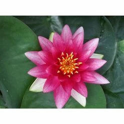 Nymphaea 'Attraction' | Water Lily 12 Nymphaea 'Attraction' | Water Lily -Starter Plant Sales PL0644 add image 2 034e