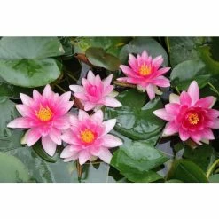 Nymphaea 'Attraction' | Water Lily 13 Nymphaea 'Attraction' | Water Lily -Starter Plant Sales PL0644 add image 3 34ba