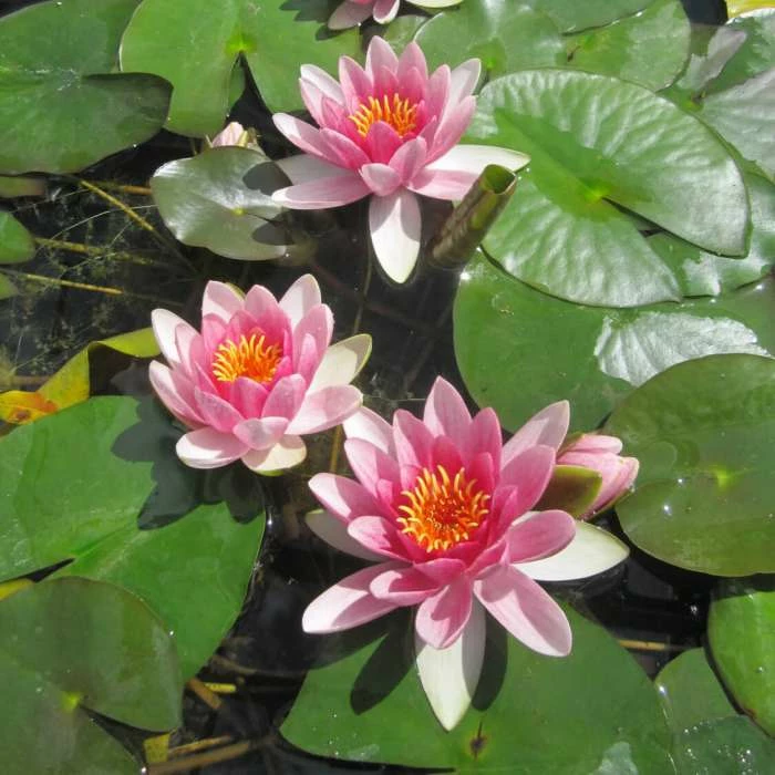 Nymphaea 'Attraction' | Water Lily 4 Nymphaea 'Attraction' | Water Lily - Image 2