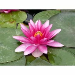 Nymphaea 'Charles De Meurville' | Water Lily 12 Nymphaea 'Charles De Meurville' | Water Lily -Starter Plant Sales PL0645 add image 2 dc02