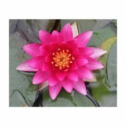 Nymphaea 'Charles De Meurville' | Water Lily 15 Nymphaea 'Charles De Meurville' | Water Lily -Starter Plant Sales PL0645 add image 5 f96c