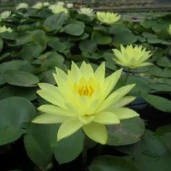 Nymphaea 'Joey Tomocik' | Water Lily -Starter Plant Sales PL0653 add image 1 c0a8
