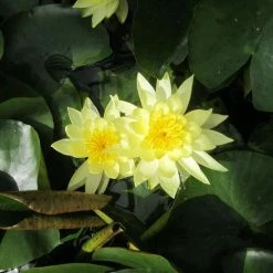 Nymphaea 'Joey Tomocik' | Water Lily -Starter Plant Sales PL0653 add image 2 8d1a