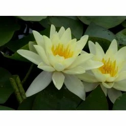 Nymphaea 'Marliacea 'Chromatella' | Water Lily 11 Nymphaea 'Marliacea 'Chromatella' | Water Lily -Starter Plant Sales PL0759 add image 3 d845