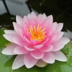 Nymphaea 'Hollandia' | Water Lily 9 Nymphaea 'Hollandia' | Water Lily -Starter Plant Sales PL0970 add image 2 d465