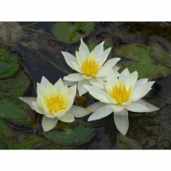 Nymphaea pygmaea 'Helvola' | Water Lily -Starter Plant Sales PL0973 add image 1 1fcc