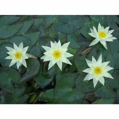 Nymphaea pygmaea 'Helvola' | Water Lily -Starter Plant Sales PL0973 add image 2 a965