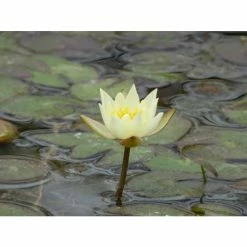 Nymphaea pygmaea 'Helvola' | Water Lily -Starter Plant Sales PL0973 add image 3 4569