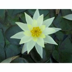 Nymphaea pygmaea 'Helvola' | Water Lily -Starter Plant Sales PL0973 add image 4 7ba9