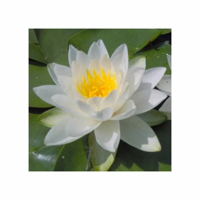 Nymphaea virginalis | Water Lily 3 Nymphaea virginalis | Water Lily - Image 2