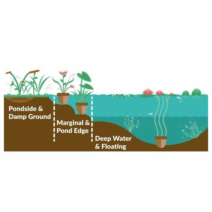 Nymphaea 'Alba' | Water Lily 5 Nymphaea 'Alba' | Water Lily - Image 3