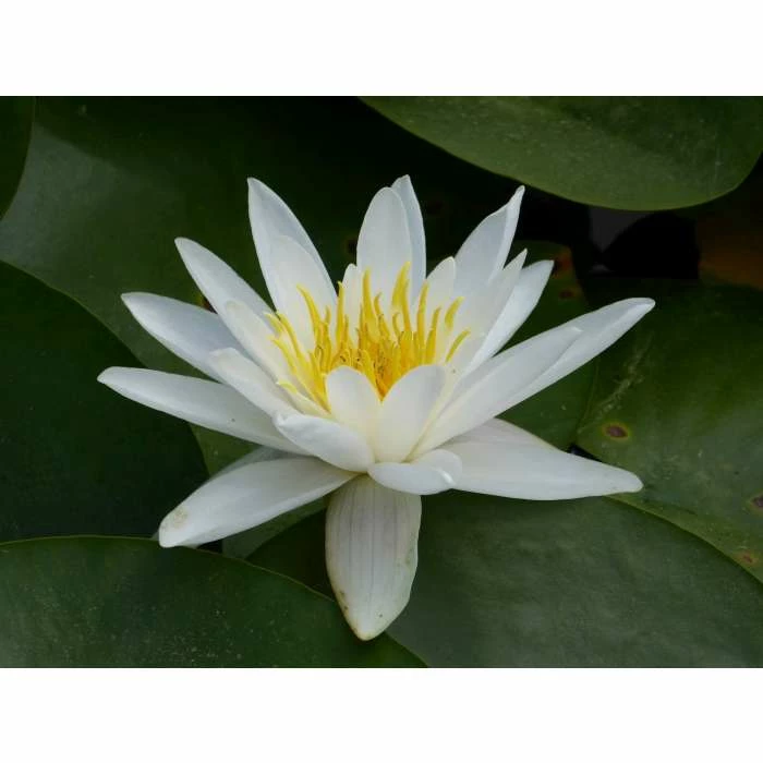 Nymphaea 'Alba' | Water Lily 6 Nymphaea 'Alba' | Water Lily - Image 4