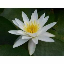Nymphaea 'Alba' | Water Lily 12 Nymphaea 'Alba' | Water Lily -Starter Plant Sales PL0982 add image 3 0a19