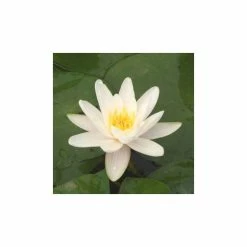 Nymphaea 'Alba' | Water Lily 13 Nymphaea 'Alba' | Water Lily -Starter Plant Sales PL0982 add image 4 a660