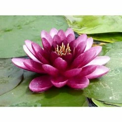 Nymphaea 'Almost Black' | Water Lily 10 Nymphaea 'Almost Black' | Water Lily -Starter Plant Sales PL0984 add image 2 ee27