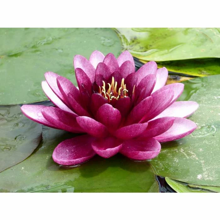 Nymphaea 'Almost Black' | Water Lily 6 Nymphaea 'Almost Black' | Water Lily - Image 4