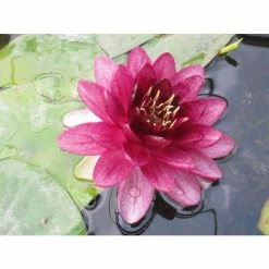 Nymphaea 'Almost Black' | Water Lily 11 Nymphaea 'Almost Black' | Water Lily -Starter Plant Sales PL0984 add image 3 3b91
