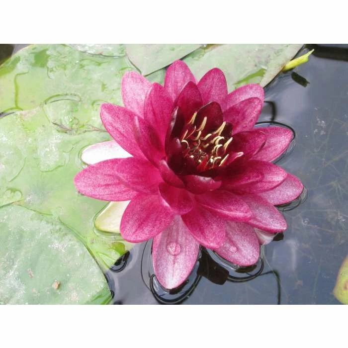 Nymphaea 'Almost Black' | Water Lily 7 Nymphaea 'Almost Black' | Water Lily - Image 5