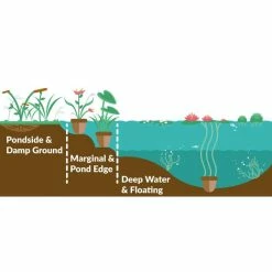 Large Water Lily 'Barbara Dobbins' - Nymphaea ‘Barbara Dobbins’ - 3L Pot -Starter Plant Sales PL0988 add image 1 2f48