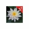 Large Water Lily 'Barbara Dobbins' - Nymphaea ‘Barbara Dobbins’ - 3L Pot -Starter Plant Sales PL0988 main image e75b