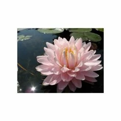 Large Water-Lily 'Gloire du Temple-sur-Lot' Nymphaea 'Gloire du Temple-sur-Lot' - 3L Pot 7 Large Water-Lily 'Gloire du Temple-sur-Lot' Nymphaea 'Gloire du Temple-sur-Lot' - 3L Pot -Starter Plant Sales PL1002 add image 1 357e