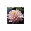 Large Water-Lily 'Gloire du Temple-sur-Lot' Nymphaea 'Gloire du Temple-sur-Lot' - 3L Pot 2 Large Water-Lily 'Gloire du Temple-sur-Lot' Nymphaea 'Gloire du Temple-sur-Lot' - 3L Pot -Starter Plant Sales PL1002 main image a312