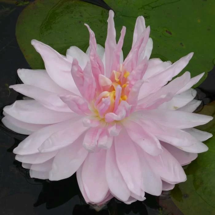 Large Water-Lily 'Gloire du Temple-sur-Lot' Nymphaea 'Gloire du Temple-sur-Lot' - 3L Pot 4 Large Water-Lily 'Gloire du Temple-sur-Lot' Nymphaea 'Gloire du Temple-sur-Lot' - 3L Pot - Image 2