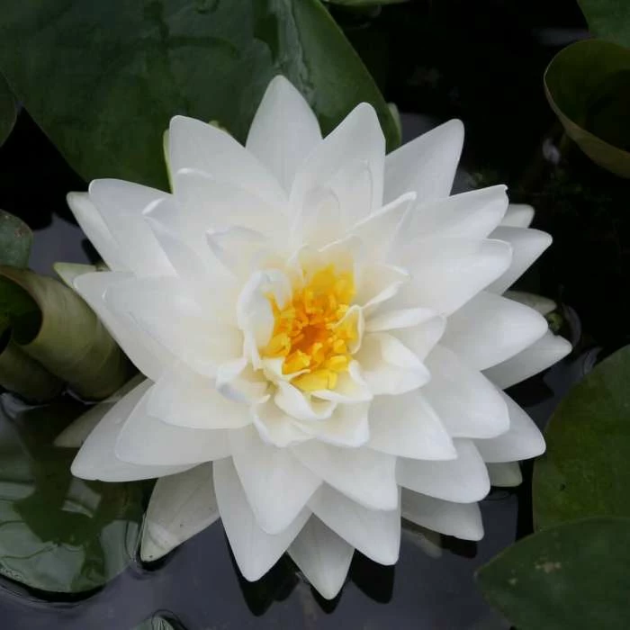 Large Double Petal White Water Lily - Nymphaea 'Gonnere' - 3L Pot 3 Large Double Petal White Water Lily - Nymphaea 'Gonnere' - 3L Pot