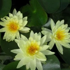 Large Water Lily 'Lemon Mist' - Nymphaea ‘Lemon Mist’ - 3L Pot -Starter Plant Sales PL1012 add image 1 b38e