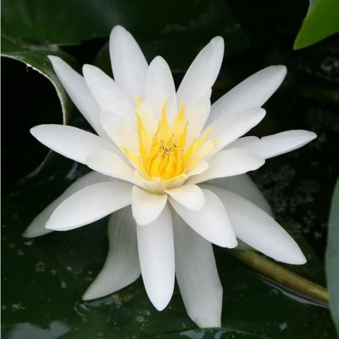 Large Water Lily 'Marliacea Albida' Nymphaea 'Marliacea Albida' - 3L Pot 4 Large Water Lily 'Marliacea Albida' Nymphaea 'Marliacea Albida' - 3L Pot - Image 2