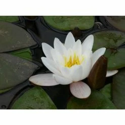 Nymphaea 'Marliacea 'Carnea' | Water Lily 7 Nymphaea 'Marliacea 'Carnea' | Water Lily -Starter Plant Sales PL1016 add image 1 d1e0