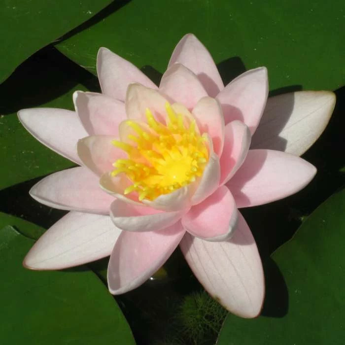 Nymphaea 'Marliacea 'Carnea' | Water Lily 4 Nymphaea 'Marliacea 'Carnea' | Water Lily - Image 2