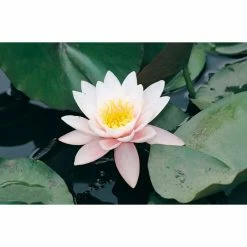 Large Water Lily 'Marliacea Rosea' Nymphaea 'Marliacea Rosea' - 3L Pot 7 Large Water Lily 'Marliacea Rosea' Nymphaea 'Marliacea Rosea' - 3L Pot -Starter Plant Sales PL1018 add image 1 9e77