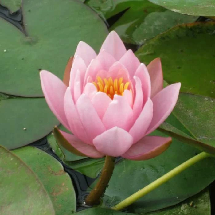 Large Water Lily 'Marliacea Rosea' Nymphaea 'Marliacea Rosea' - 3L Pot 4 Large Water Lily 'Marliacea Rosea' Nymphaea 'Marliacea Rosea' - 3L Pot - Image 2